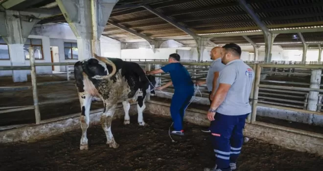 Antalya’da kurban yakalama timi göreve hazır