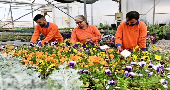 Antalya Muratpaşa’da 130 bin dal çiçek yetiştiriliyor
