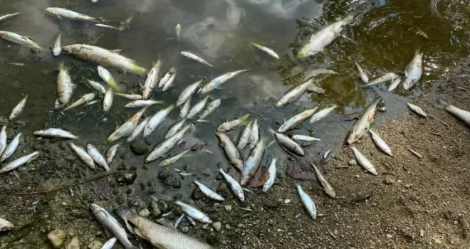 Aşırı sıcaklar Bursa Yenişehir’de balıkları da vurdu