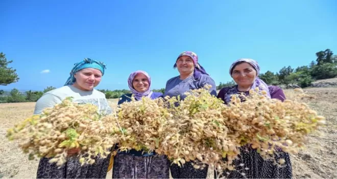 Atalık tohumlar geleceğe taşınıyor