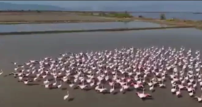 Aydın Söke’de flamingolar ve yaban kuşları için doğaya yardım