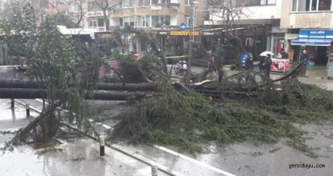 Bağdat Caddesi’nde ağaç yol ortasına devrildi
