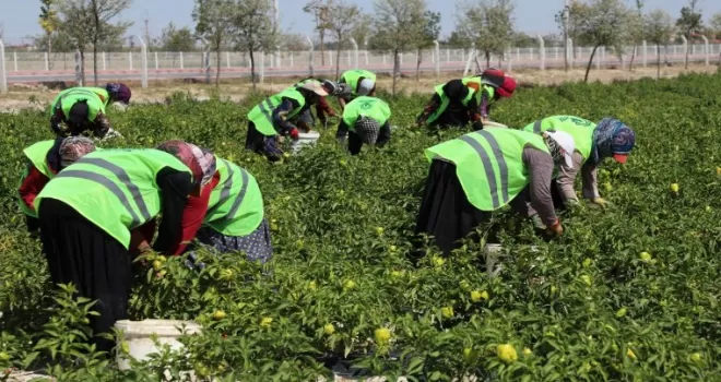 Binlerce yıllık Ata tohumları Karatay’da hayat buluyor