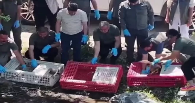 Bursa’da tedavileri tamamlanan yaban hayvanlar doğaya salındı