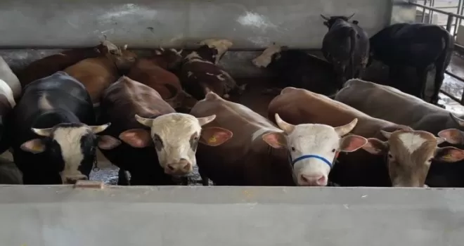 Bursa İnegöl’de kurban pazarı doldu taştı