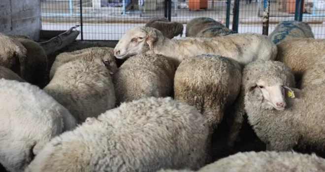 Bursa Nilüfer Kurban Bayramı’na hazır