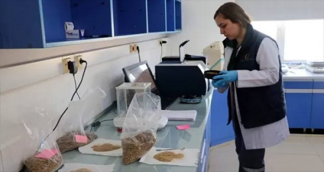 Buzağı ölümlerini önlemek için 'probiyotik mama' ürettiler
