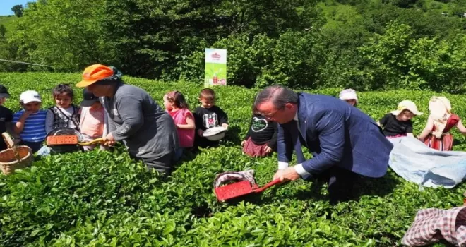 Çay İşletmeleri’ne personel atamalarında 40 yaş şartı aranmayacak
