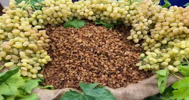 Çekirdeksiz ihracatta Türkiye ’en’leri yaşadı