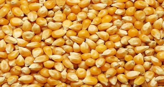 Dalaman’da 1.400 ton dane mısır satışa çıkıyor
