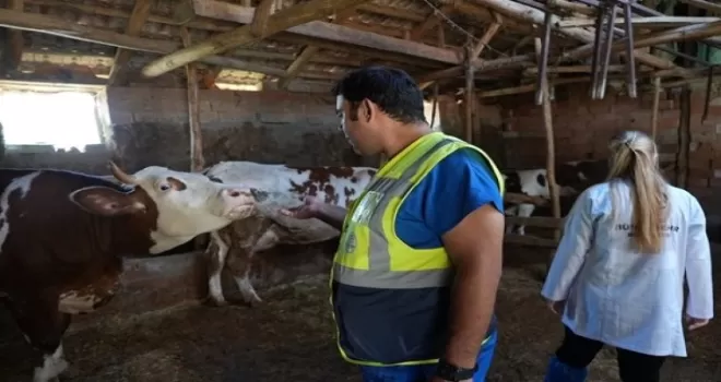 Denizli Büyükşehir’den üreticilere ücretsiz veterinerlik desteği