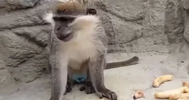 Denizli’de fırtınadan kaçan maymun yeniden korumaya alındı