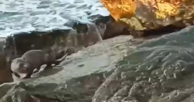 Düzce Akçakoca’da su samuru görüntülendi
