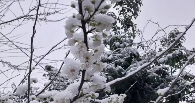 Düzce Kaynaşlı’da erken çiçek açan erik ağacına beyaz örtü!