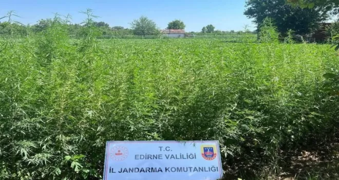Edirne Jandarması’ndan 6 bin kök kenevir!