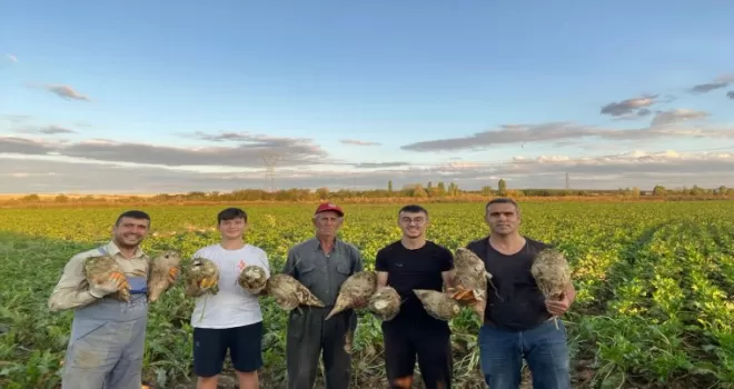 Edirne Keşan’da pancar hasadı