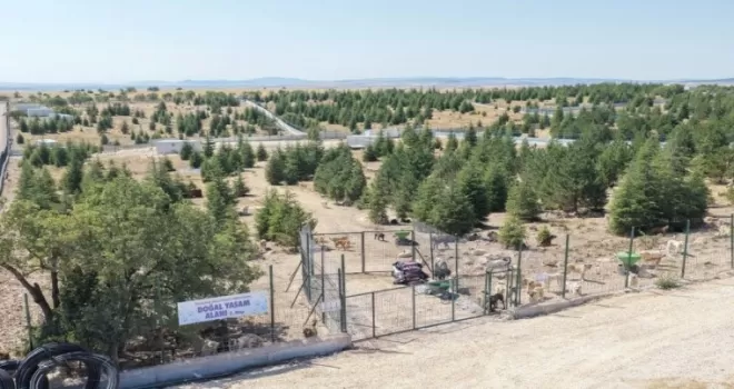 Eskişehir Büyükşehir’den sahipsiz hayvanlara yeni proje