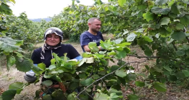 Fındık ekmek kapısı oluyor