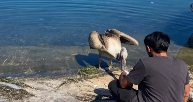 Göç yolunda yorulan pelikan Mudanya’da tedavi altına alındı