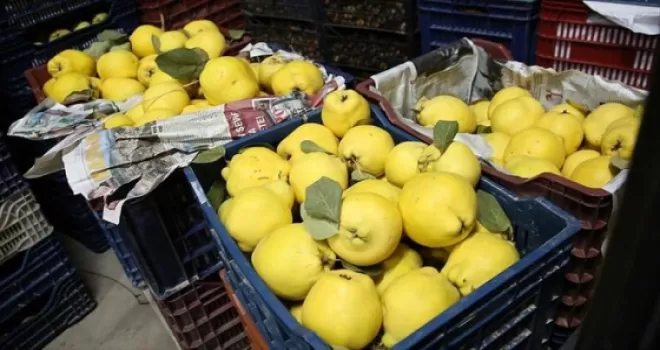 Gördes ayvası dalında satıldı