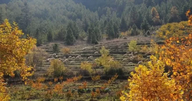 Hayvan yetiştiricisine 12 milyon hektarlık yeni otlatma alanı