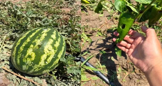 İpsala’da dolu felaketi: Tarım arazileri zarar gördü