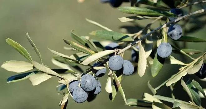 İşte Bursa’da zeytin üreticinin en büyük sorunu