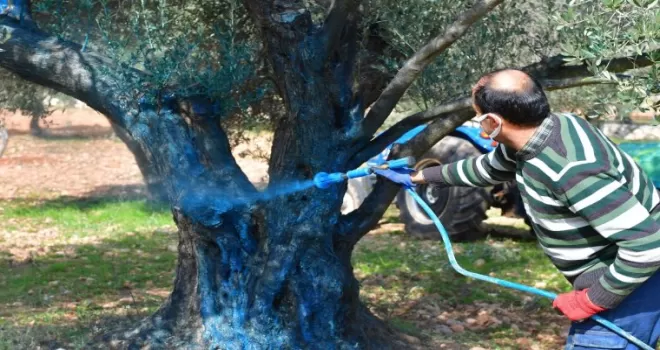 İzmir Büyükşehir zeytin üreticisine ’ilaç’ oldu... İzmir kutsal ağaca ’ilaç’ oldu