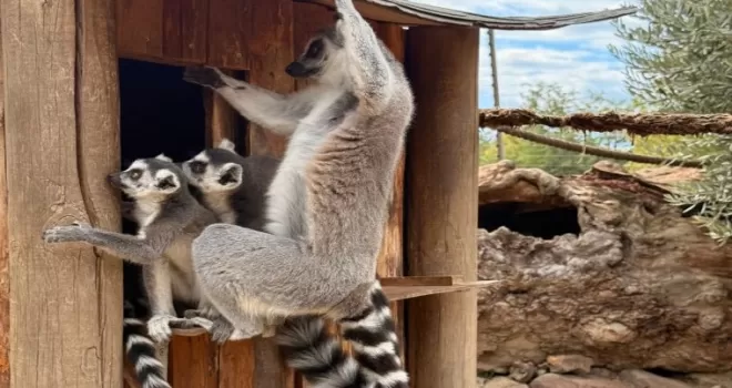 İzmir’de davranış zenginleştirme atölyesi