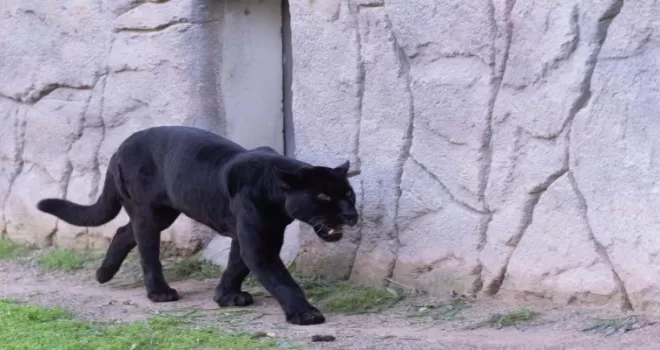 İzmir’de Doğal Yaşam Parkı’nın jaguarı Juliet yaşamını yitirdi!