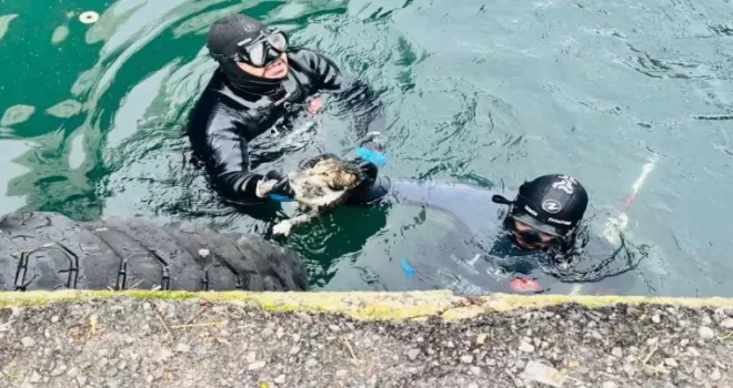İzmir’de iskele altında sıkışan kediyi itfaiye kurtardı