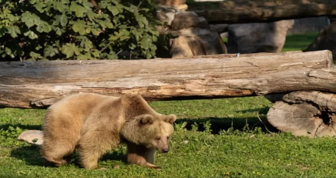 İzmir Doğal Yaşam’ın yeni sakinleri siyah jaguar ve boz ayı oldu