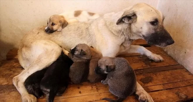 Kadınların Mecliste temsiliyet gücü arttı