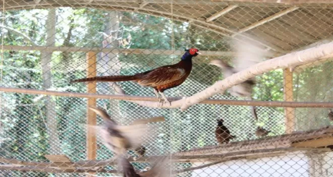 Kahverengi kokarcaya karşı sülün desteği