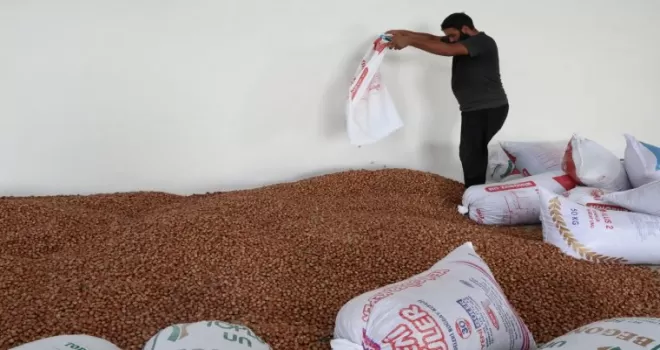 Kandıra’nın fındığı Kocaeli Büyükşehir güvencesinde