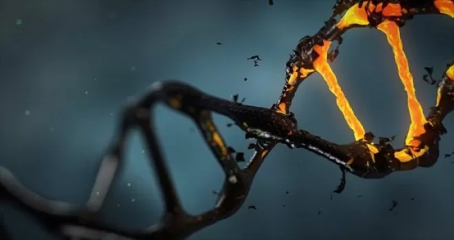 Kanser hücrelerinin DNA'ları 'altının çekim gücüne kapılıyor'