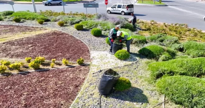 Kayseri Büyükşehir’de lavanta hasadı başladı