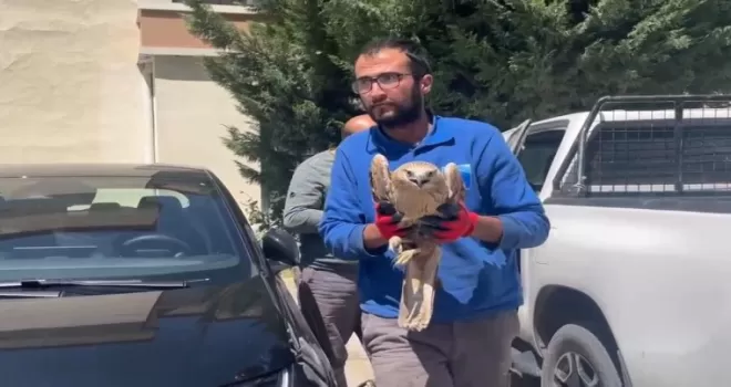 Kayseri Büyükşehir’den yaralı şahine yardım