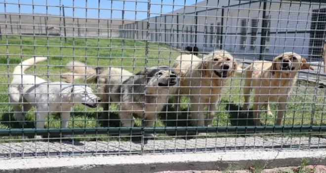 Kayseri Kocasinan’da can dostlara tam donanımlı yaşam merkezi