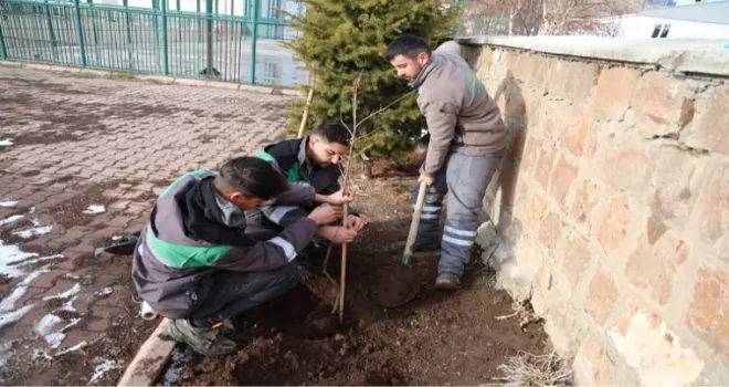 Kayseri Talas’ın kamu alanlarına kestane fidanı
