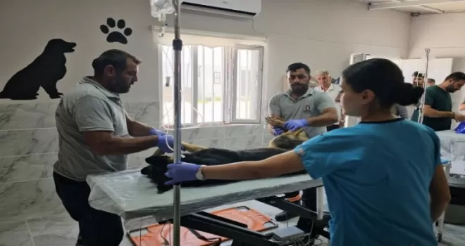 Kızıltepe’de 3 ayda 251 sokak hayvanı tedavi edildi