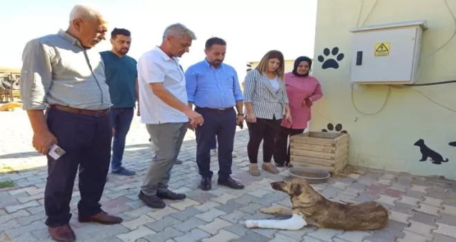 Kızıltepe’de tedavi gören sokak hayvanlarına ziyaret