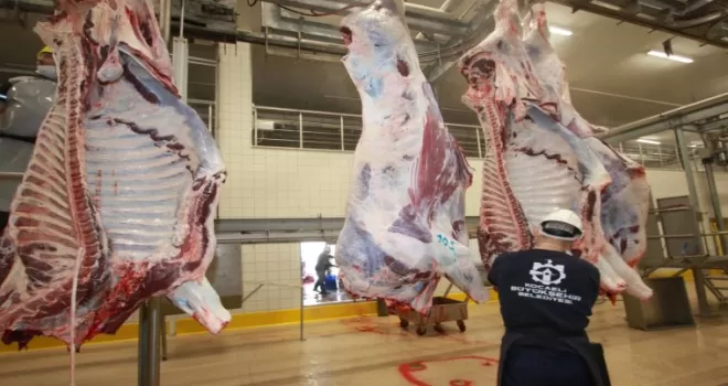 Kocaeli’de sağlıklı ve güvenilir etin adresi Belediye Mezbahası