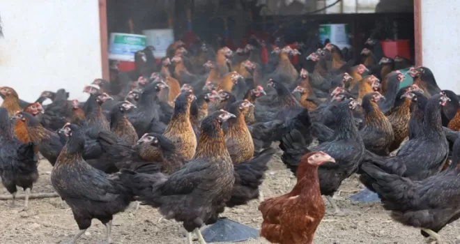 Kocaeli’de tavukçuluğa büyük destek: 16 bin tavuk üreticiyle buluştu