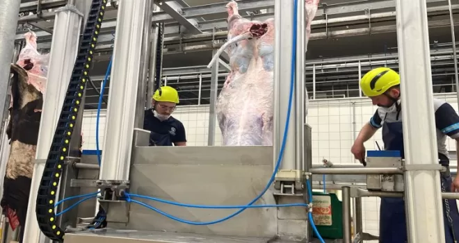 Kocaeli’den uyarı... Sakatatları açık halde çöpe atmayın
