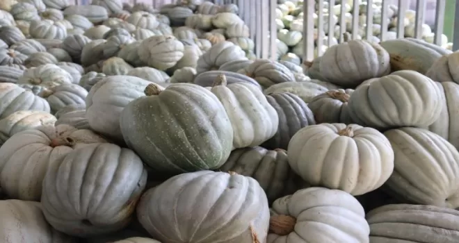 Kocaeli İzmit’te 8 tonluk yerli bal kabağı hasadı