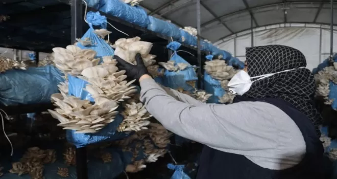 Kocaeli İzmit’te istiridye mantarı üretimiyle vatandaşa destek oluyor