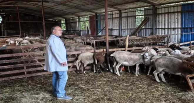 Kocaeli’nde hayvancılığa bütüncül destek