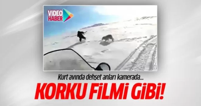 Kurt avında dehşet anları kamerada!