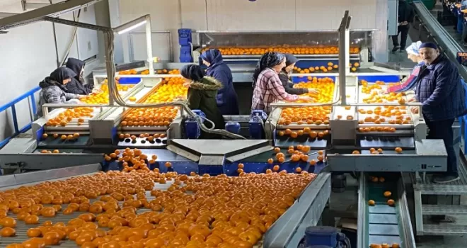 Mandalina ihracatı tarih yazıyor... 2023’ün rekorunu 2025’in 11 ayında kırdı